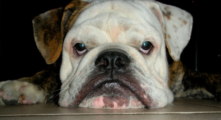 Fox... el mejor candidato del PAN para Garza Garcia